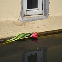 Windowsill Canal — cover art